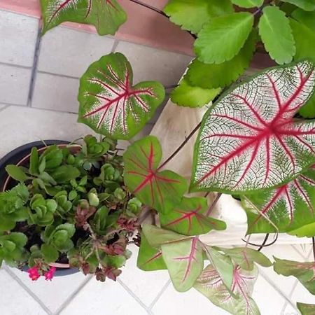 Hotel Pousada Vila Paolino Sao Pedro da Serra  Zewnętrze zdjęcie